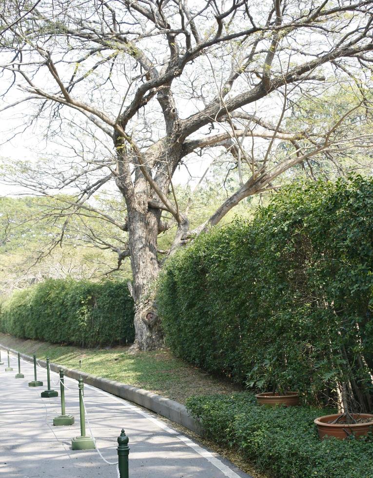 albero vicino a siepe foto