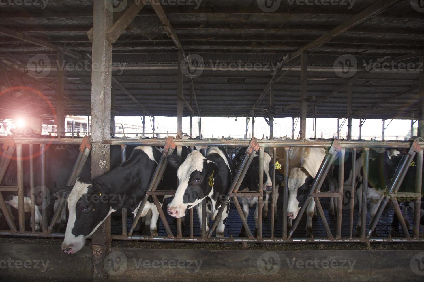 latteria o mucca azienda agricola foto