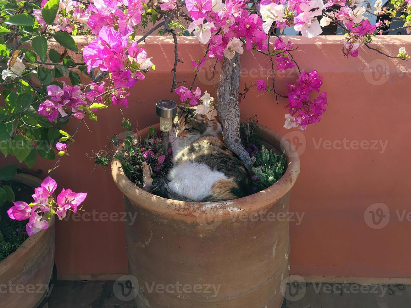 gatto dire bugie nel un' fiore pentola con un' fioritura pianta Il prossimo per esso. foto