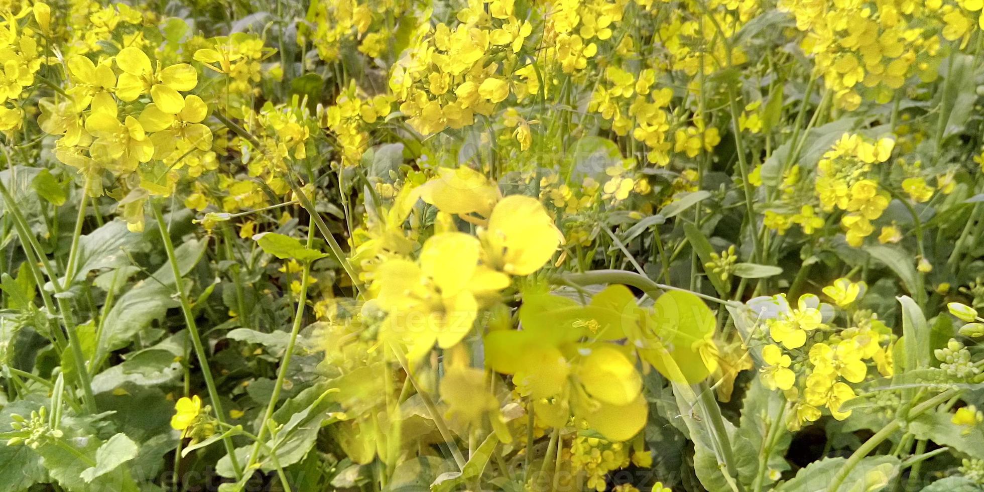 mostarda campo con giallo fiori foto
