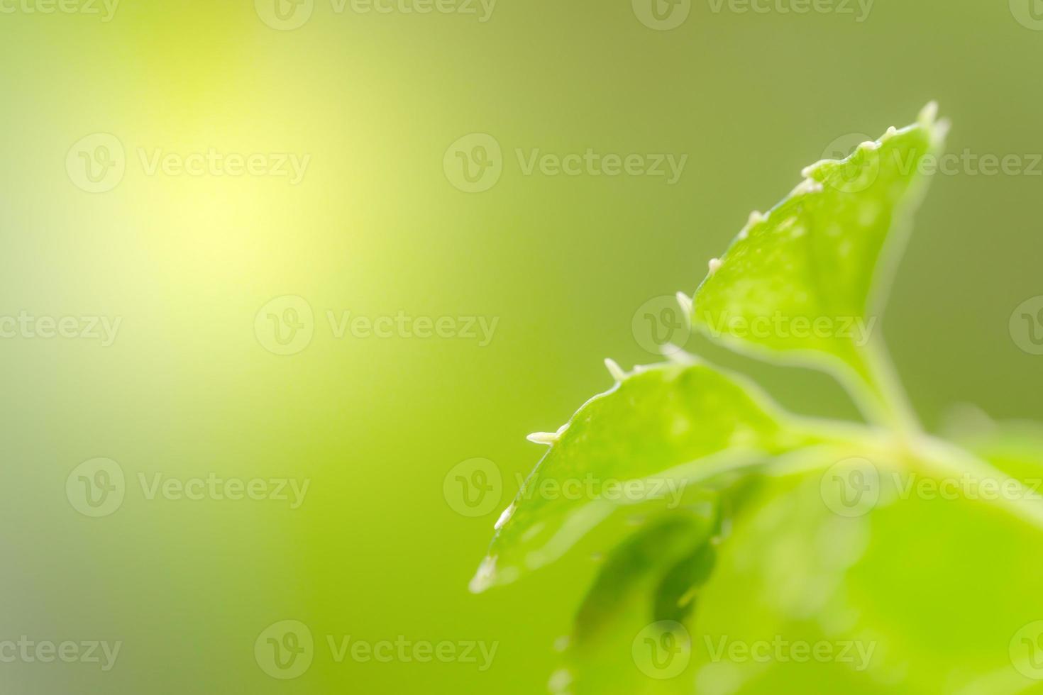 modello di foglie verdi per il concetto di stagione estiva o primaverile, sfocatura delle foglie strutturata, sfondo della natura foto
