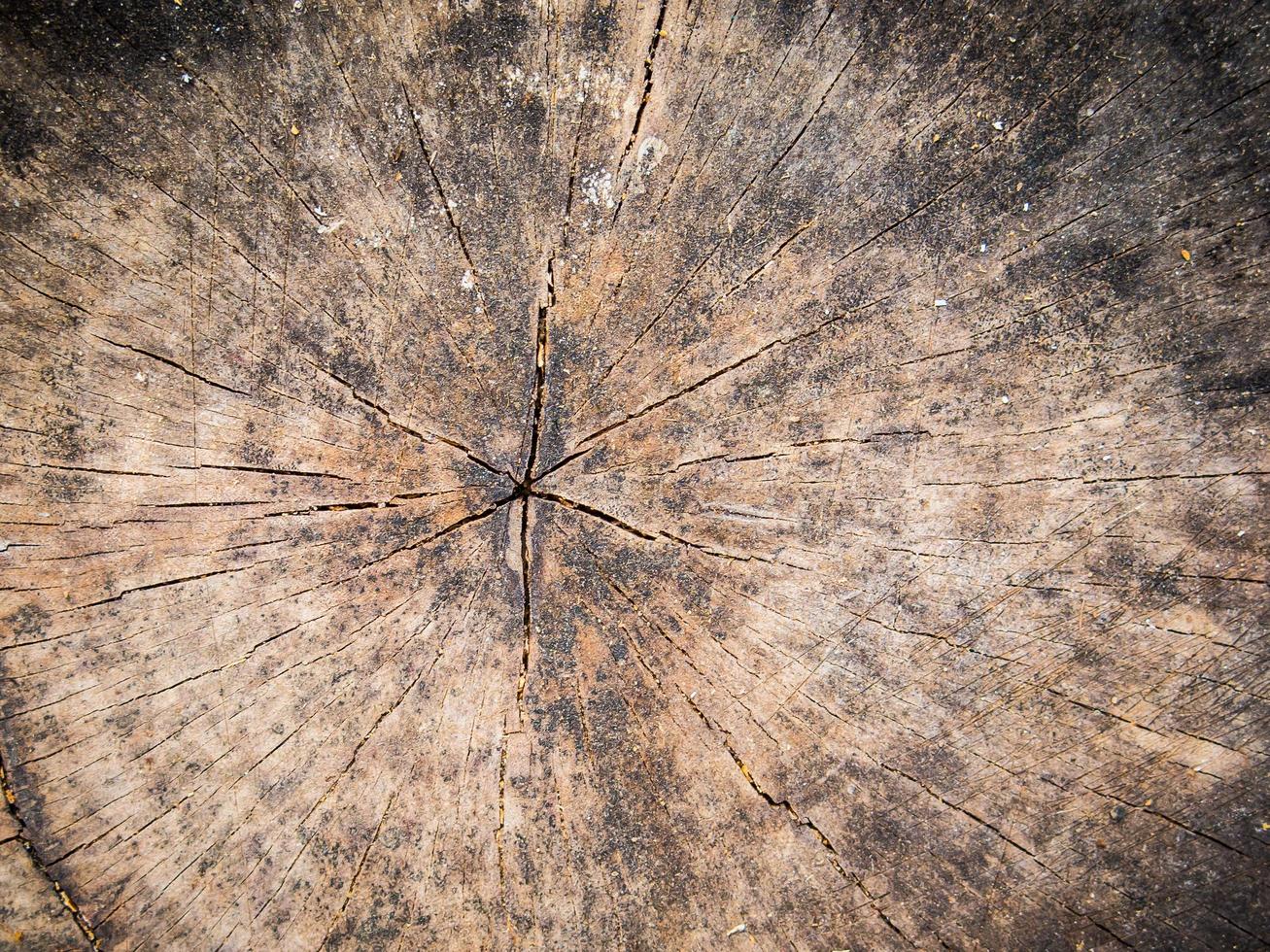 struttura di albero ceppo vicino su foto