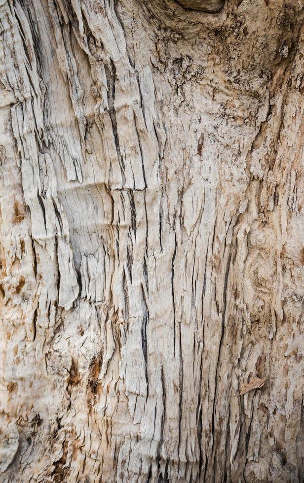 albero abbaiare legna struttura e sfondo vicino su foto