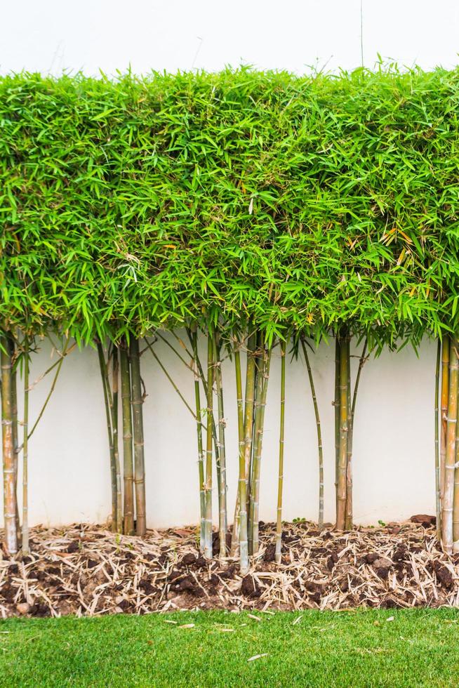 bambù pianta e verde erba parete sfondo nel giardino foto