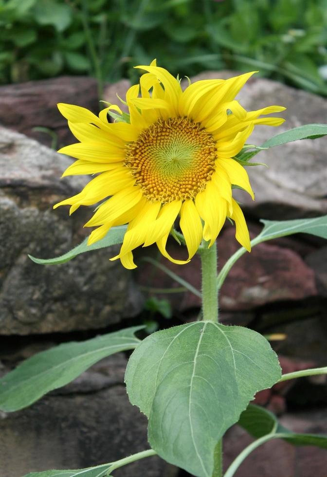 brillante pianta di girasole foto