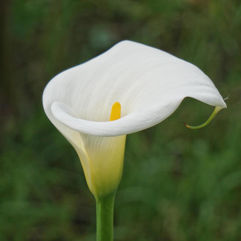 fiore di giglio di calla in giardino foto