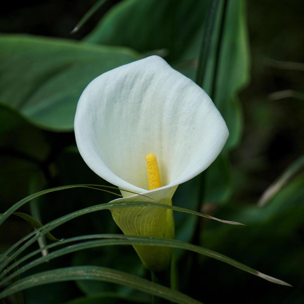 fiore di giglio di calla in giardino foto