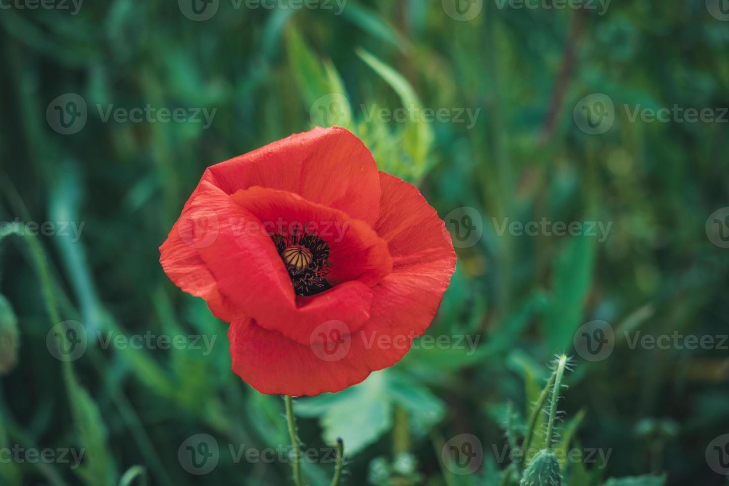 fiore di papavero rosso in un campo di erba alta foto