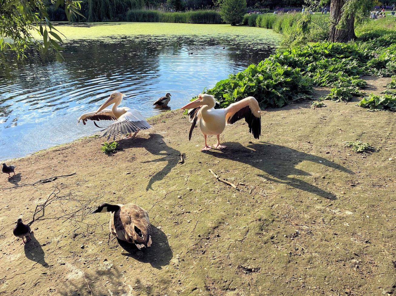 un' Visualizza di un' paio di pellicani nel Londra foto