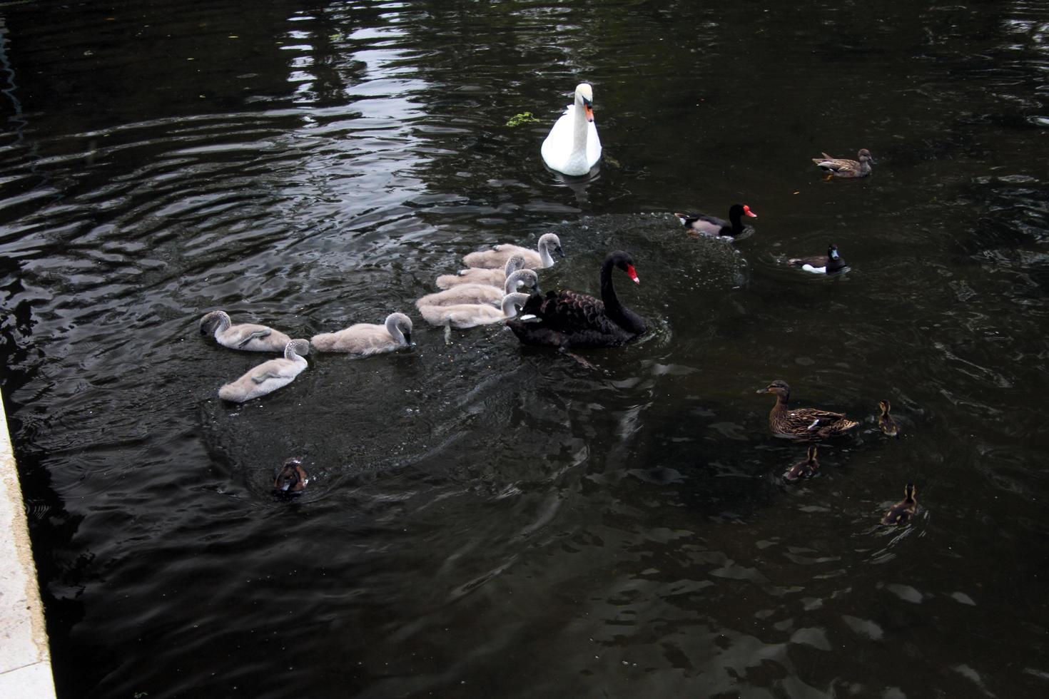 una veduta di un cigno reale a londra foto