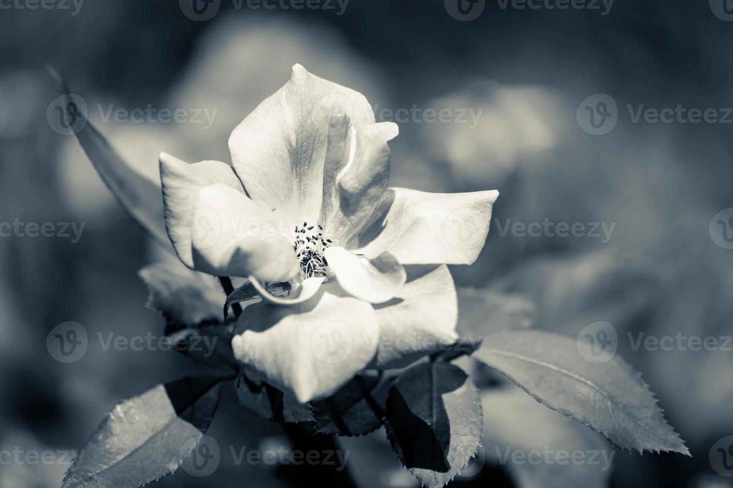 rosa bianca in due tonalità fredde foto