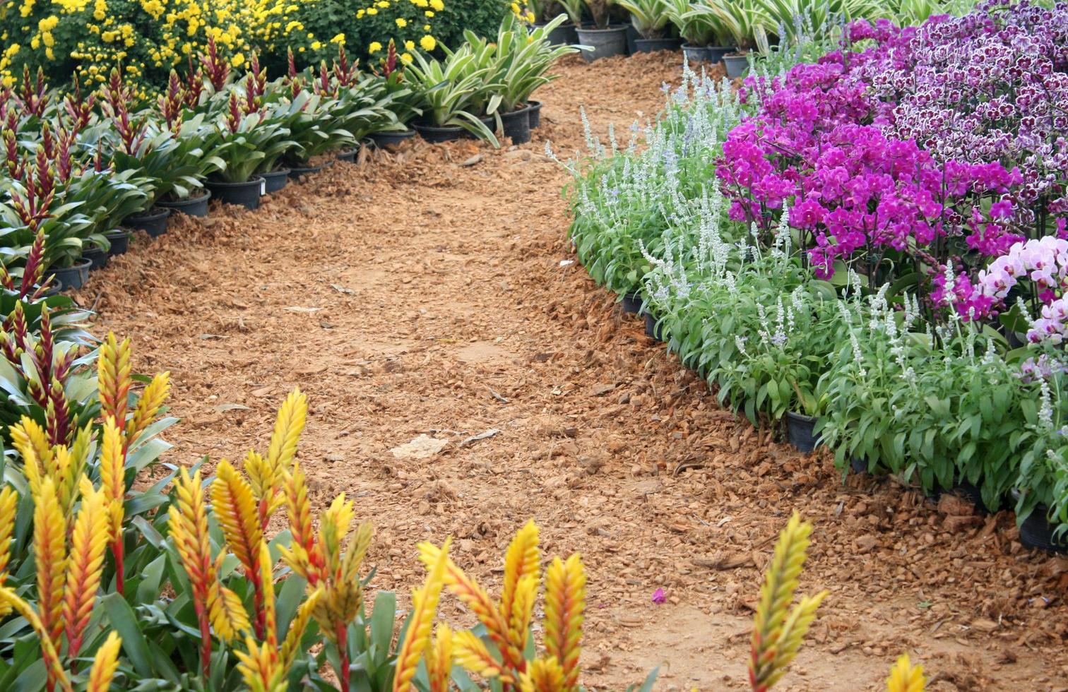 fiori colorati lungo un sentiero foto