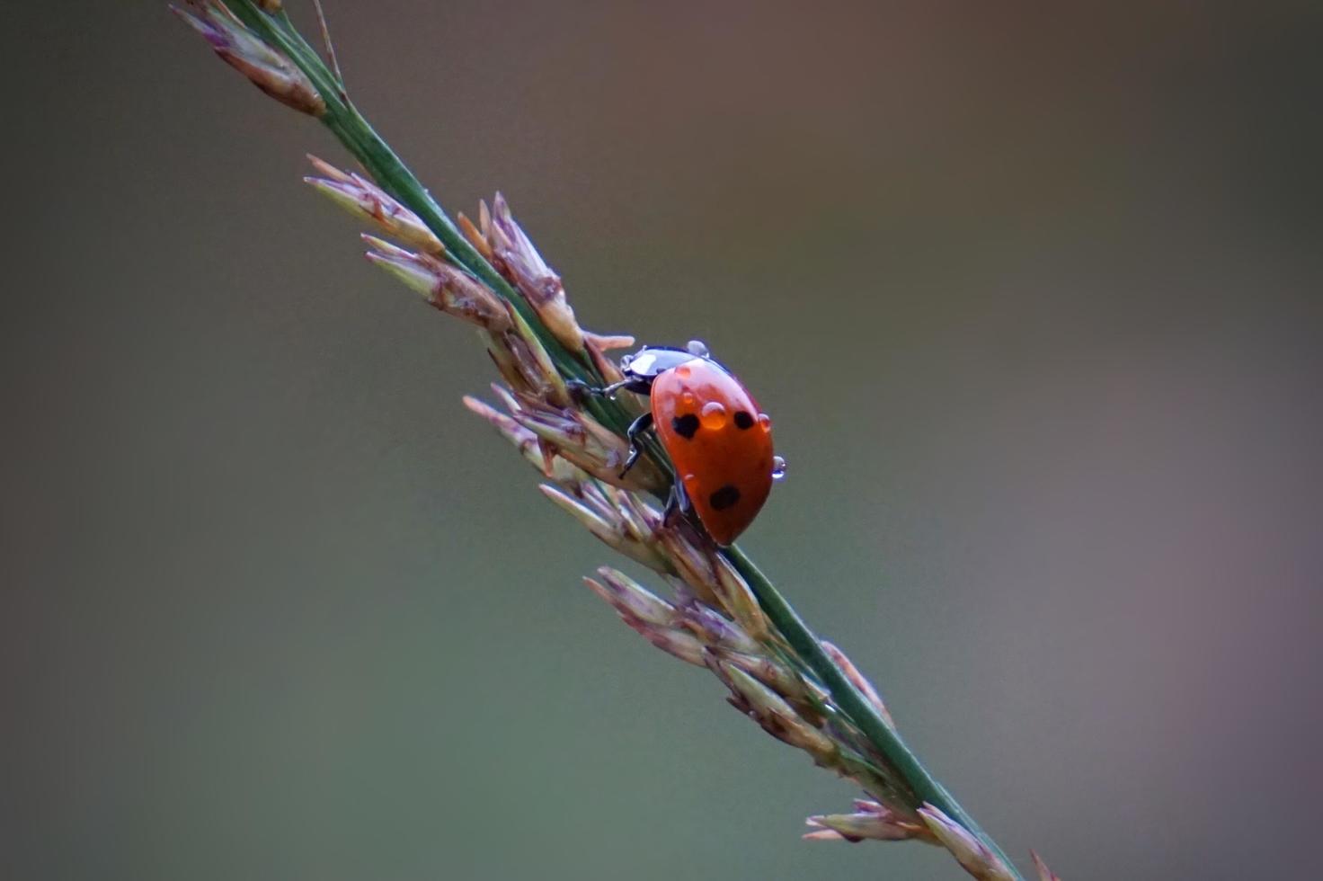 bella coccinella su una pianta foto