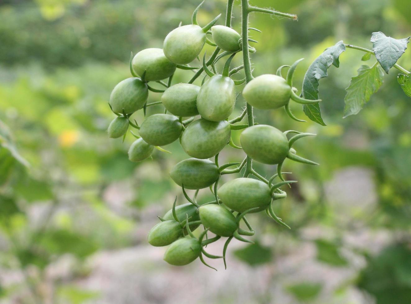 pomodori verdi su una vite foto