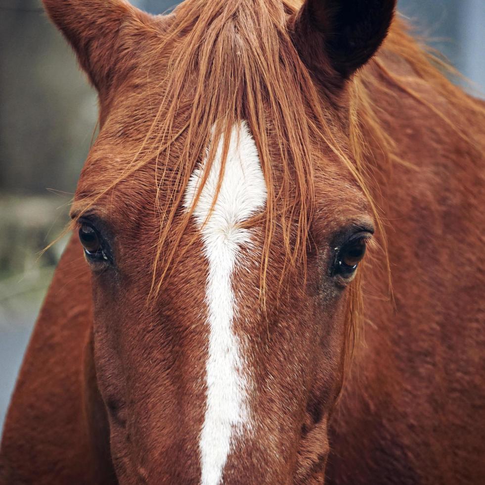 occhi marroni del cavallo foto