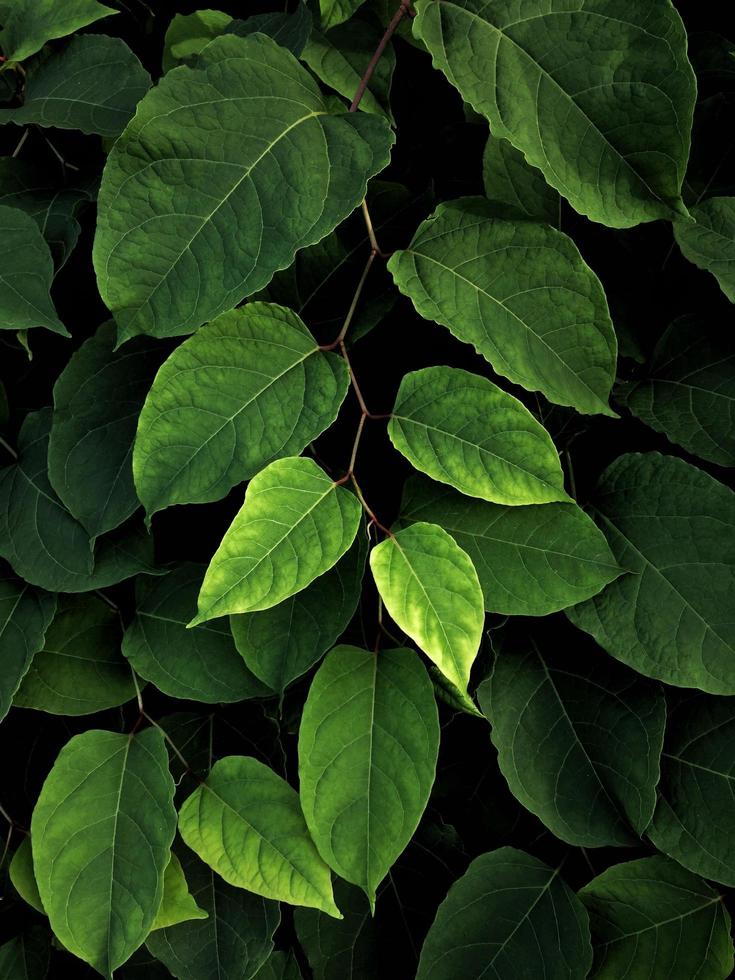 foglie di piante verdi in natura foto