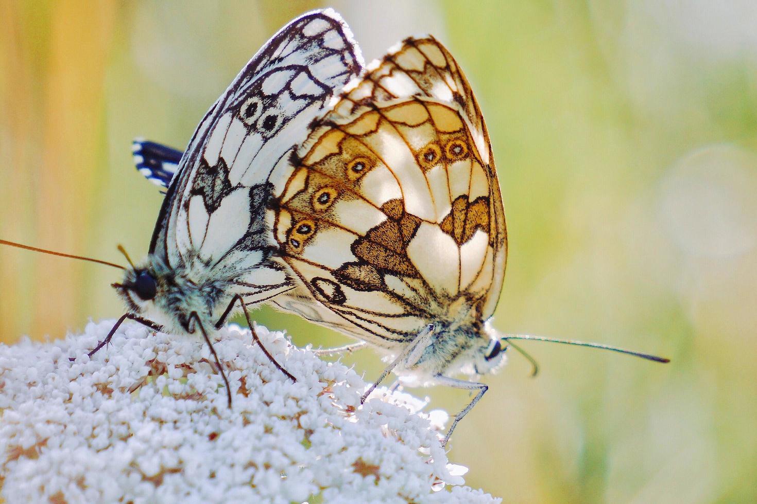 belle farfalle su un fiore foto