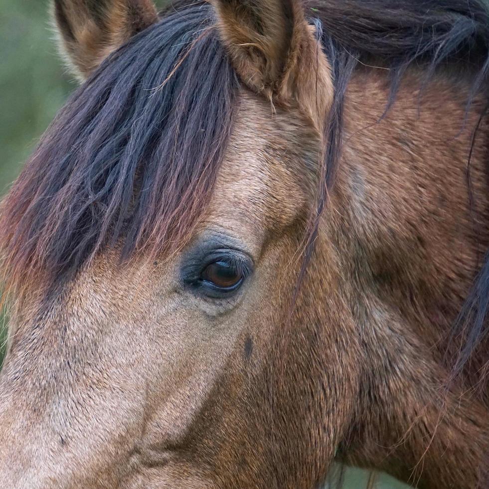 bellissimo ritratto di cavallo marrone foto