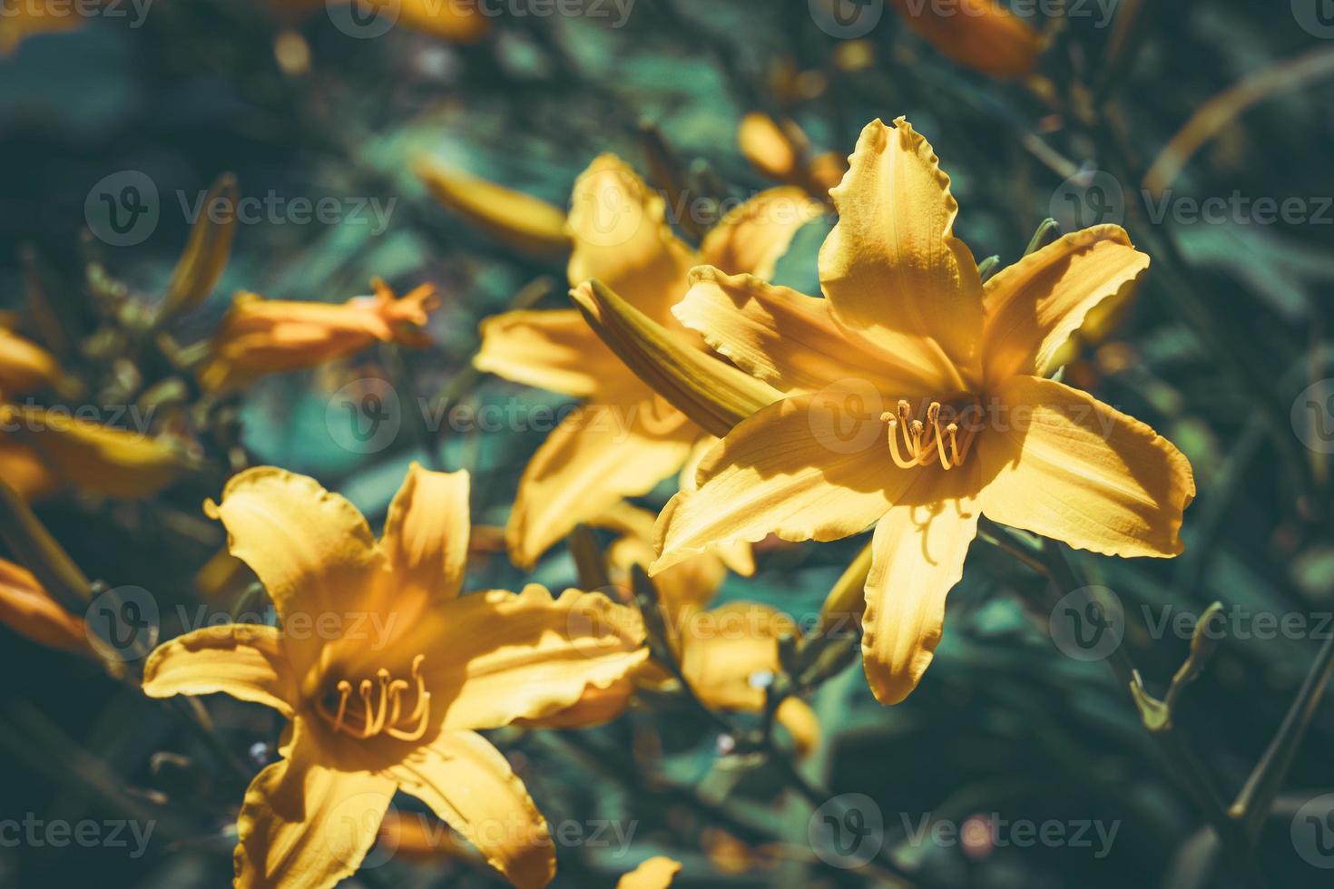 fiori gialli e boccioli di daylily foto