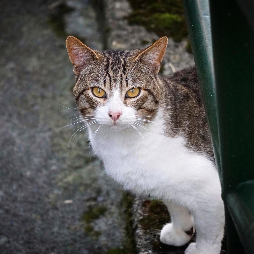 ritratto di gatto randagio grigio foto