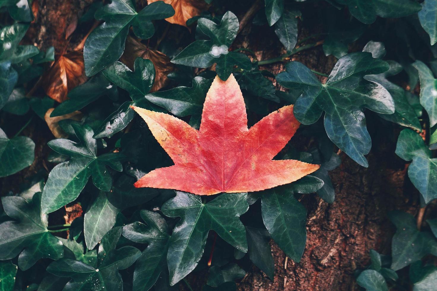 foglia d'acero rosso in natura foto