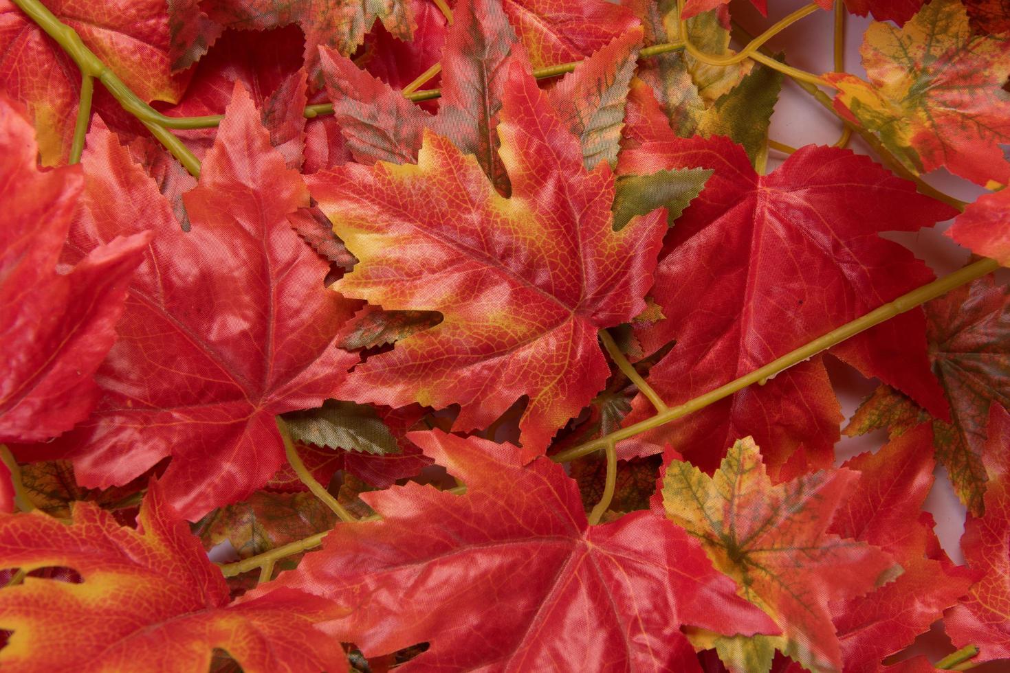foglie di acero autunno foto