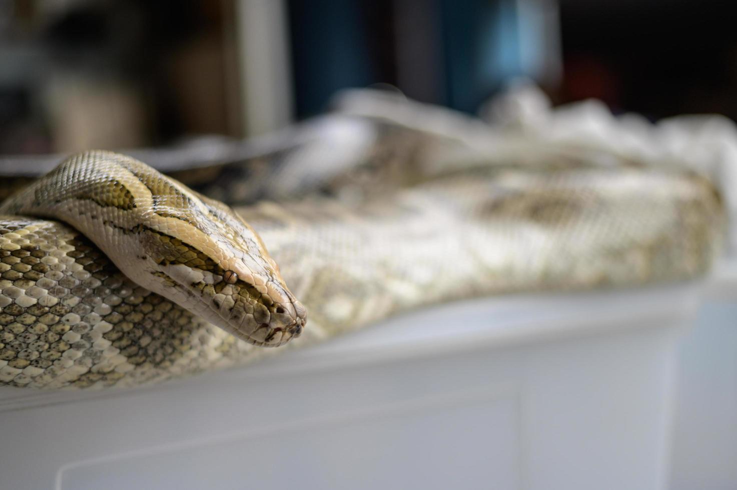 primo piano del serpente boa foto