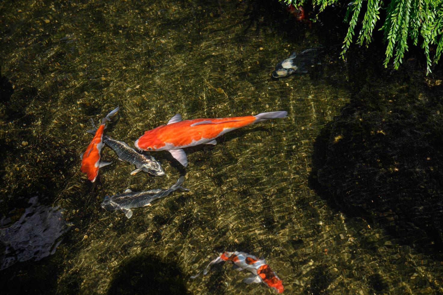 pesci koi colorati in piscina foto