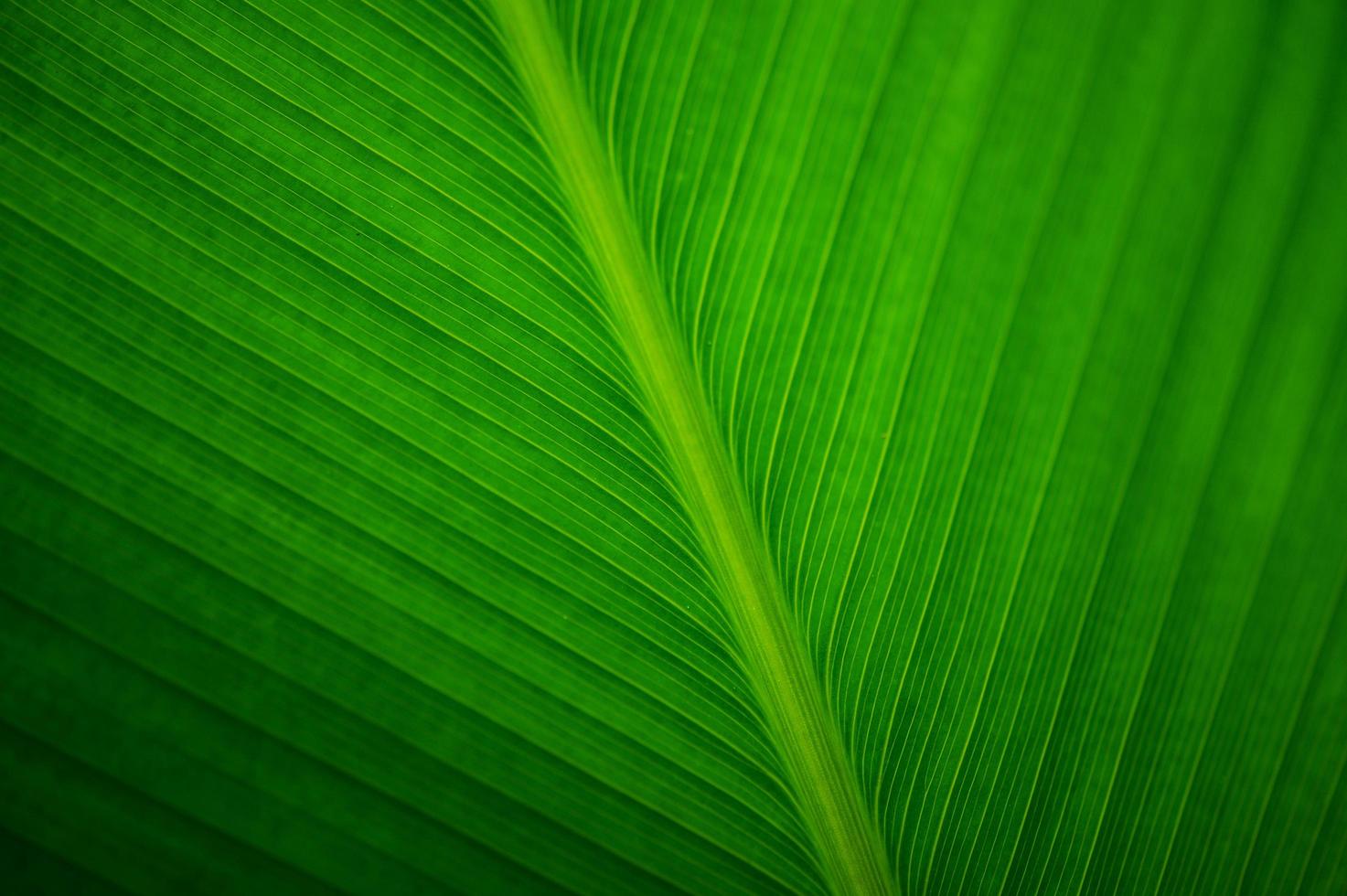 Close-up foglia di una pianta di banana foto