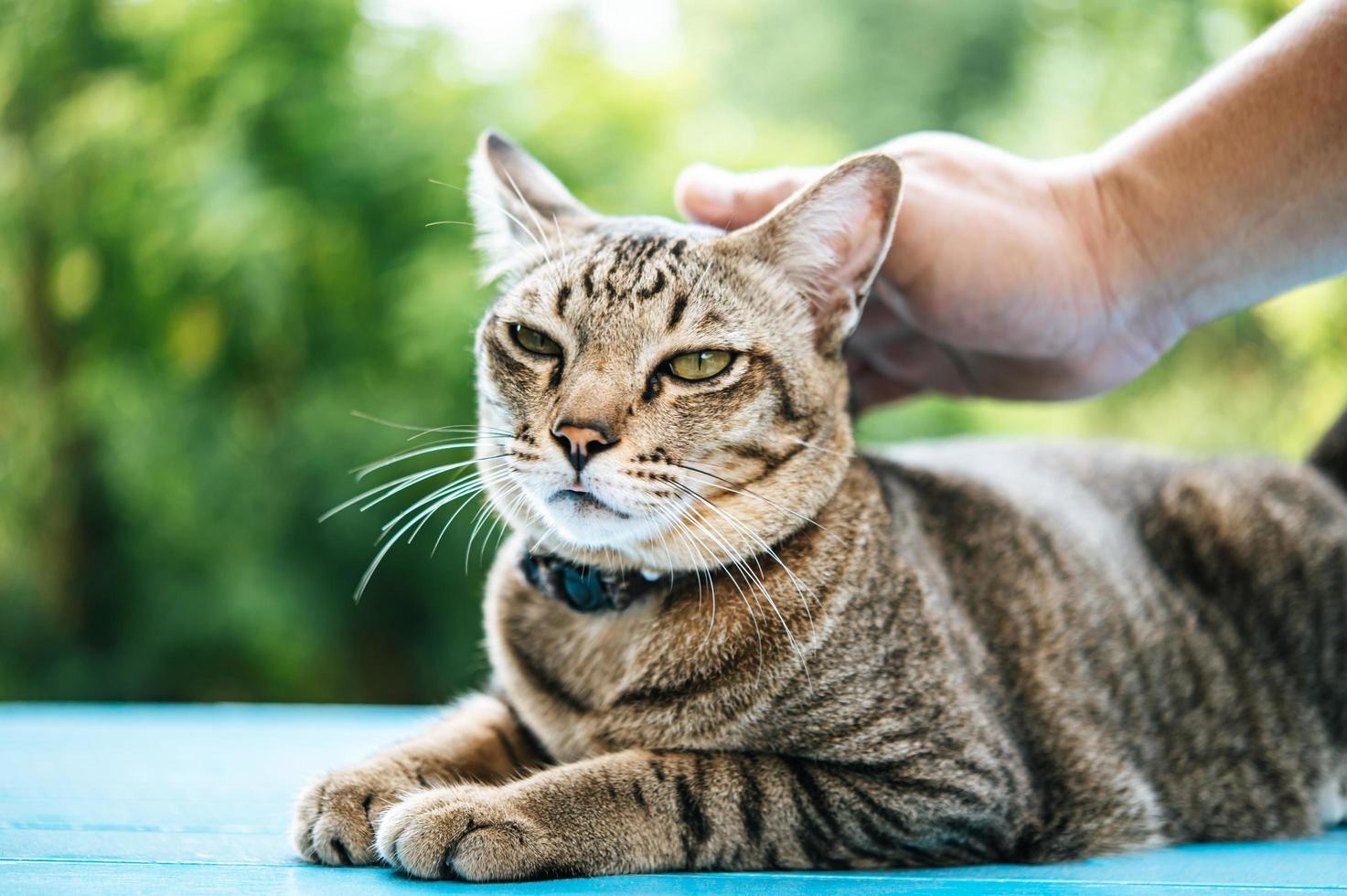 mano che accarezza un gatto soriano foto