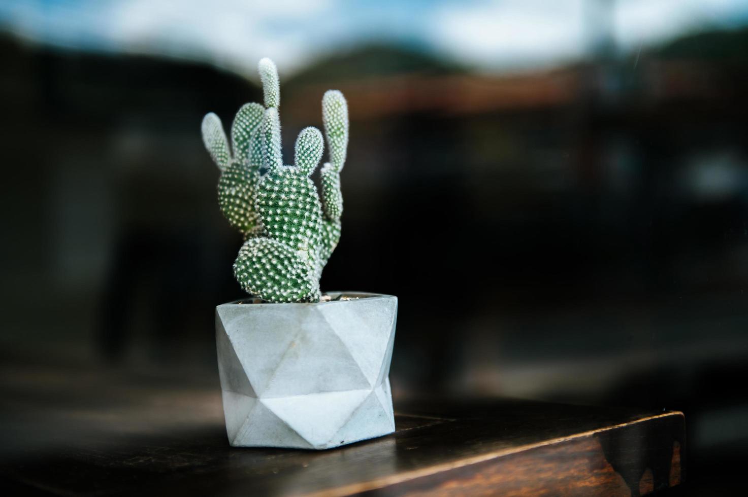 alberi di cactus in vaso, fuoco selettivo foto