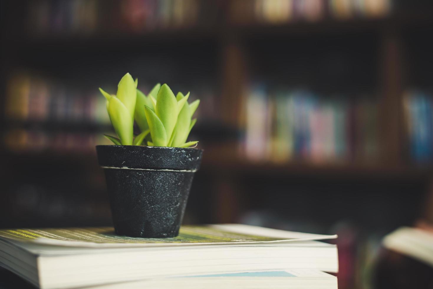 libri e cactus al caffè foto