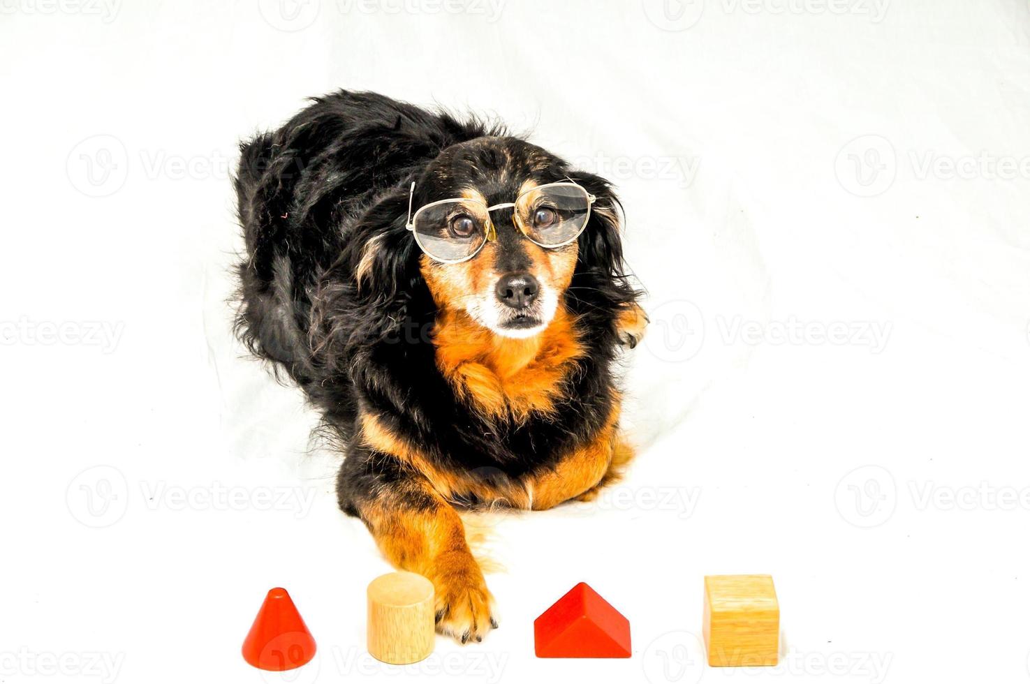 cane nel il studio foto