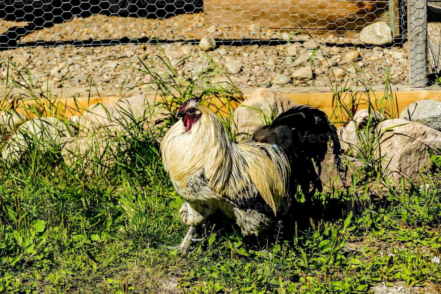 Gallo nel Svezia foto