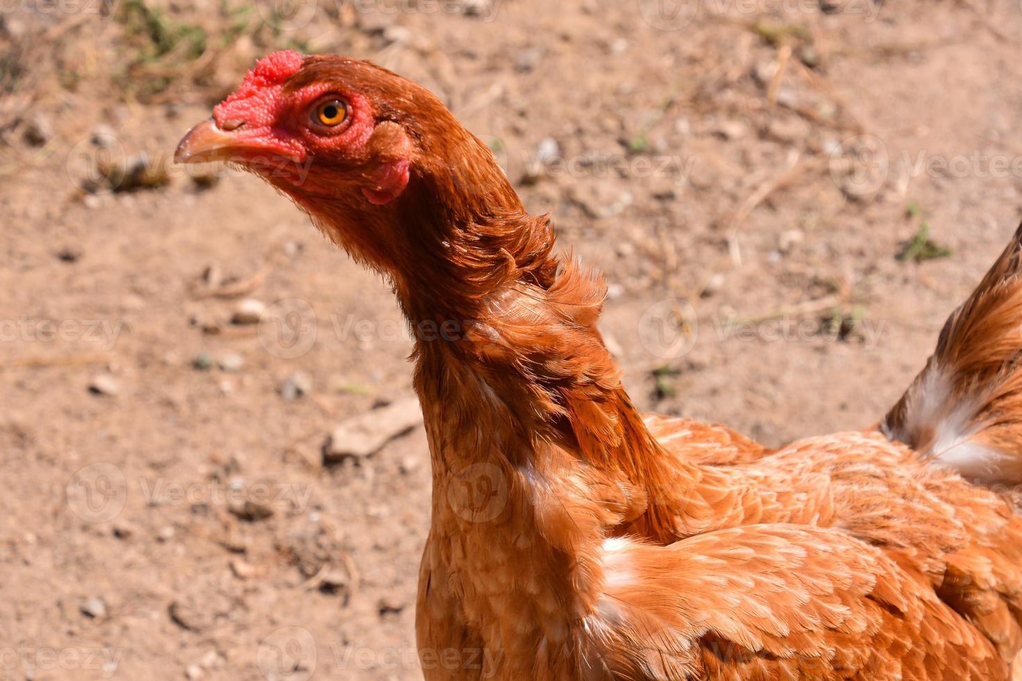 Marrone pollo avvicinamento foto