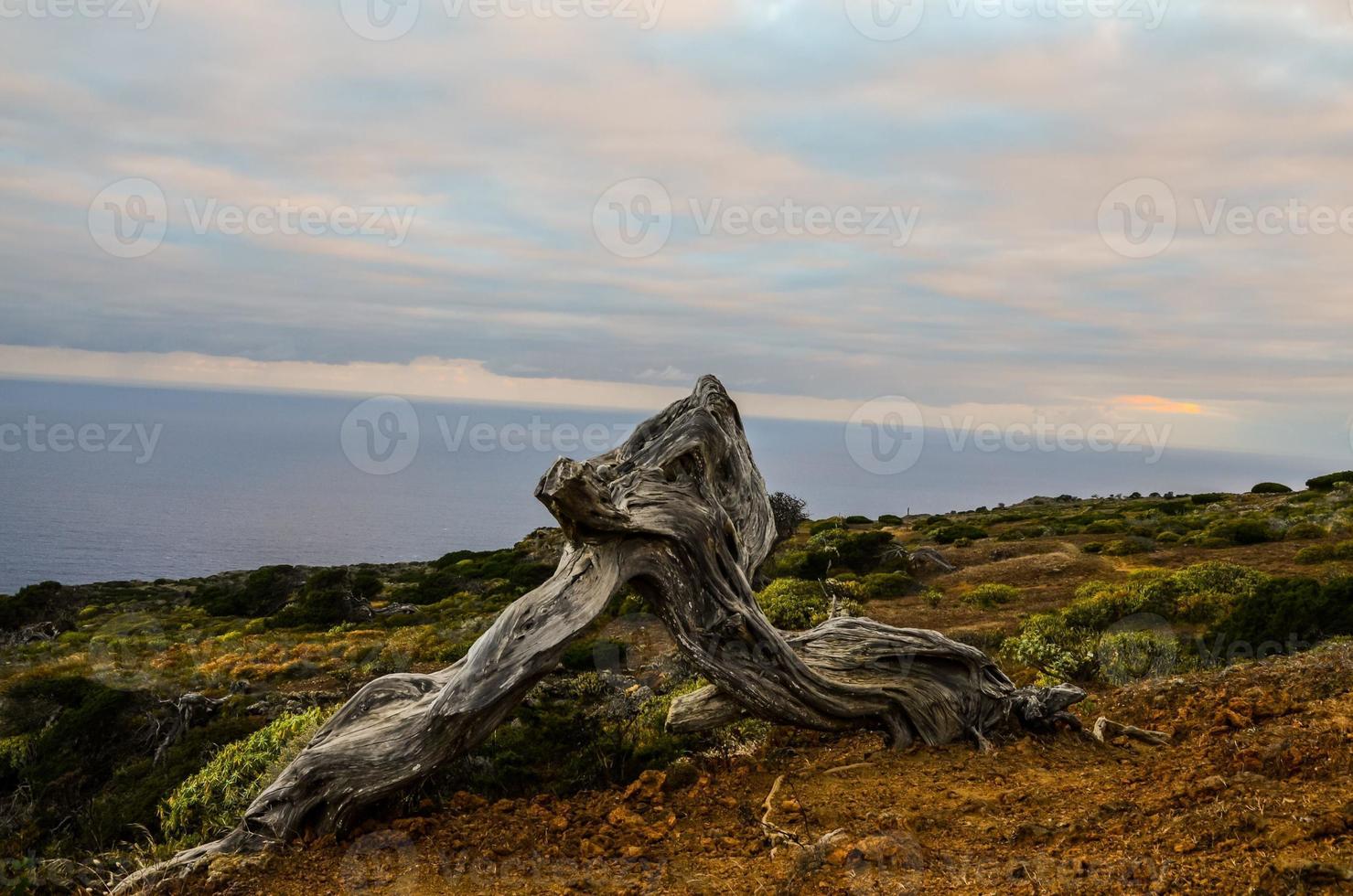 contorto albero tronco foto