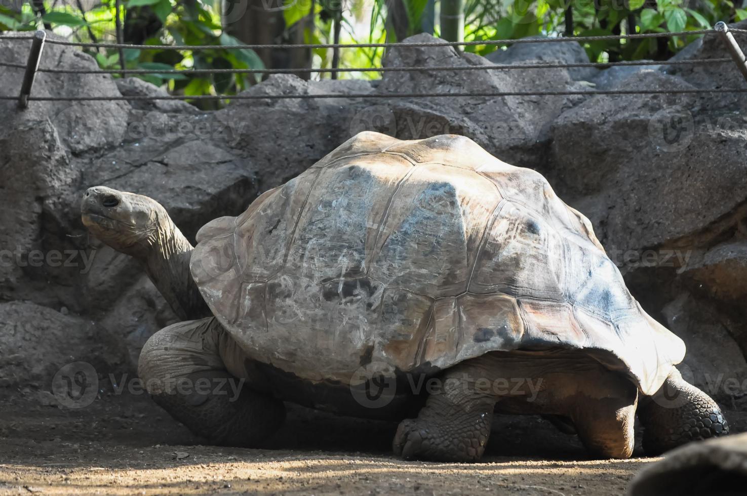 grande tartaruga a il zoo foto