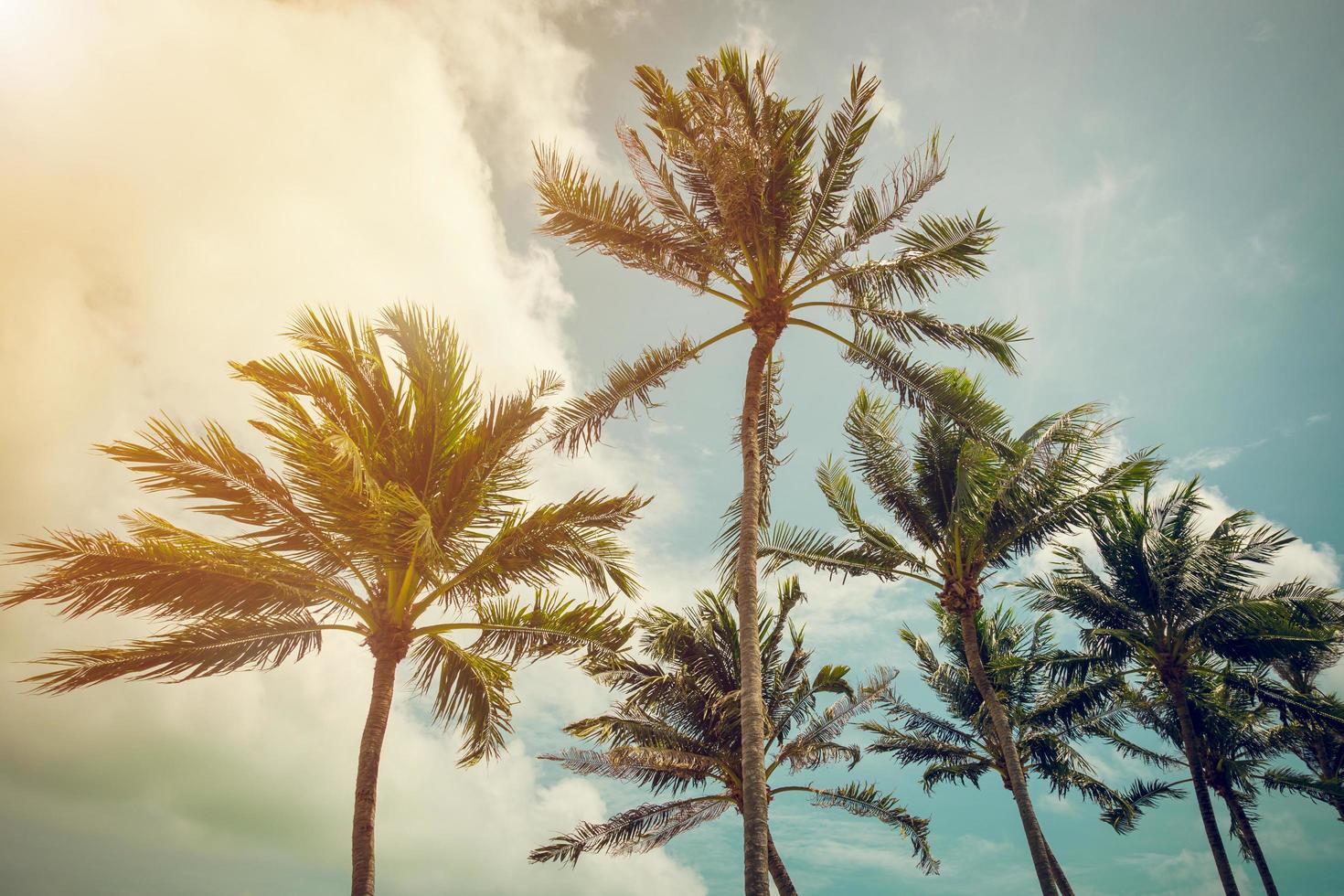 Noce di cocco palma albero e blu cielo con Vintage ▾ tono. foto