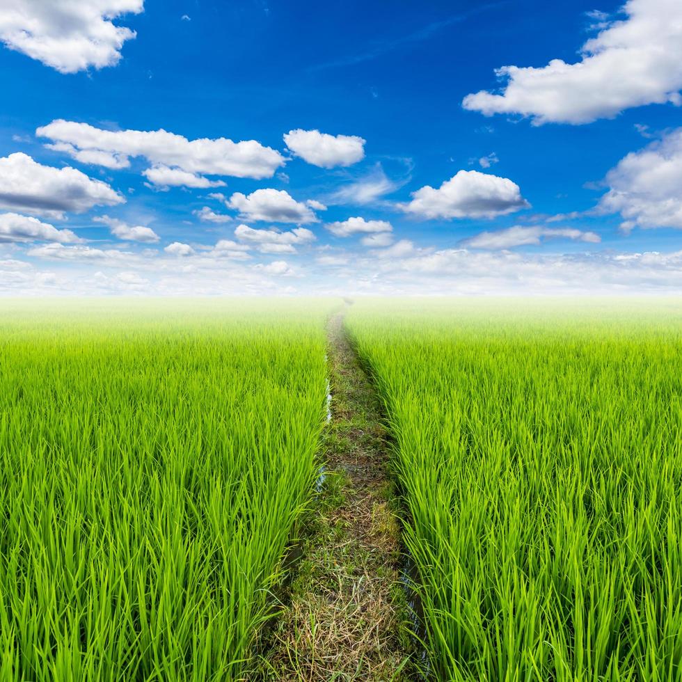 riso campo e con nuvole blu cielo con spazio foto