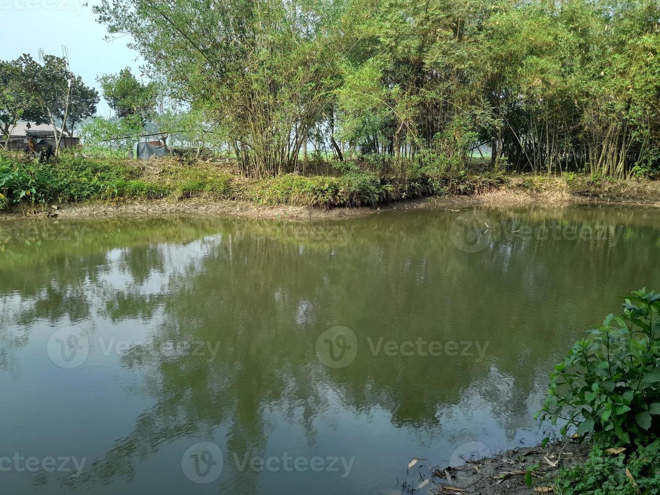 Immagine di un' bellissimo villaggio stagno, il villaggio di kushtia, bangladesh, Asia. bello natura. foto