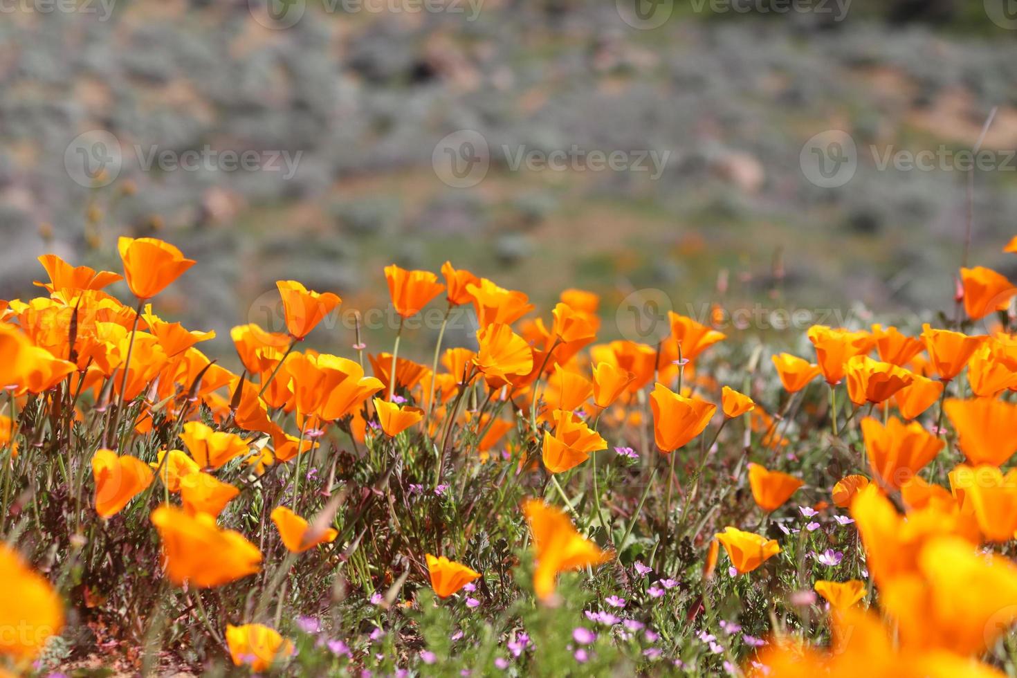 bellissimo arancia papaveri fioritura durante super fioritura nel soleggiato California foto