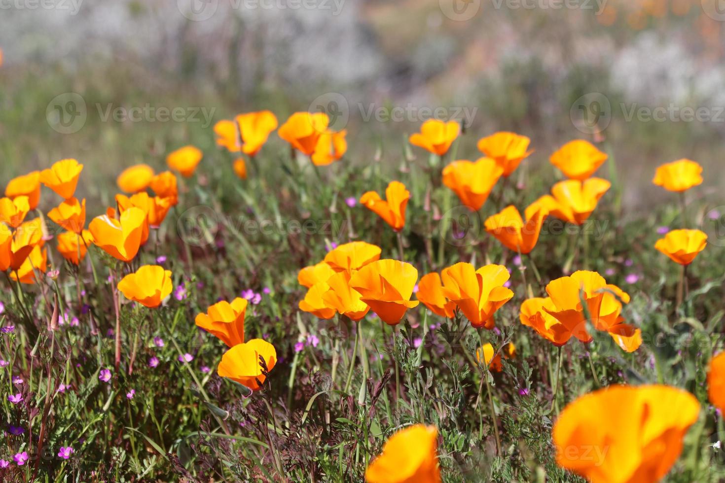 bellissimo arancia papaveri fioritura durante super fioritura nel soleggiato California foto