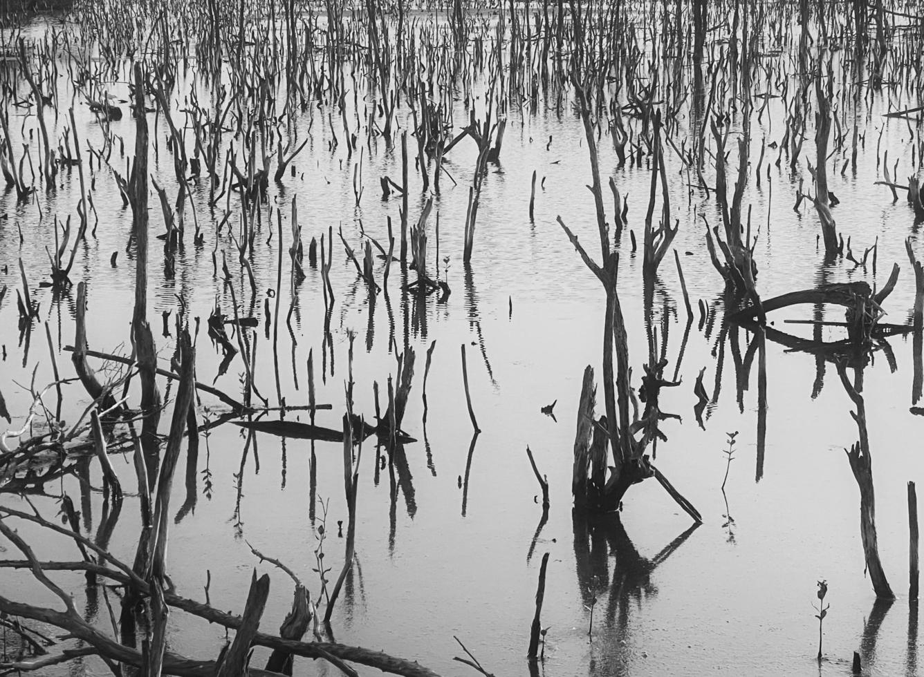 mangrovia foresta degrado, deterioramento mangrovia foresta è un ecosistema quello ha stato gravemente degradato o eliminato come per urbanizzazione, e inquinamento. prendere cura e proteggere il mangrovia foresta. foto