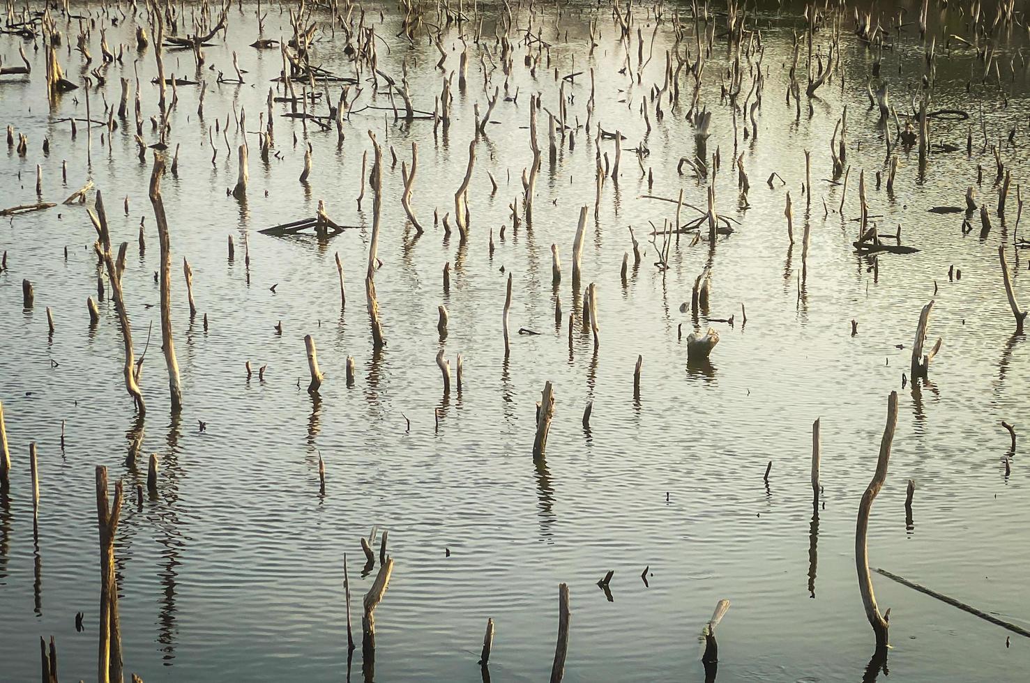 mangrovia foresta degrado, deterioramento mangrovia foresta è un ecosistema quello ha stato gravemente degradato o eliminato come per urbanizzazione, e inquinamento. prendere cura e proteggere il mangrovia foresta. foto