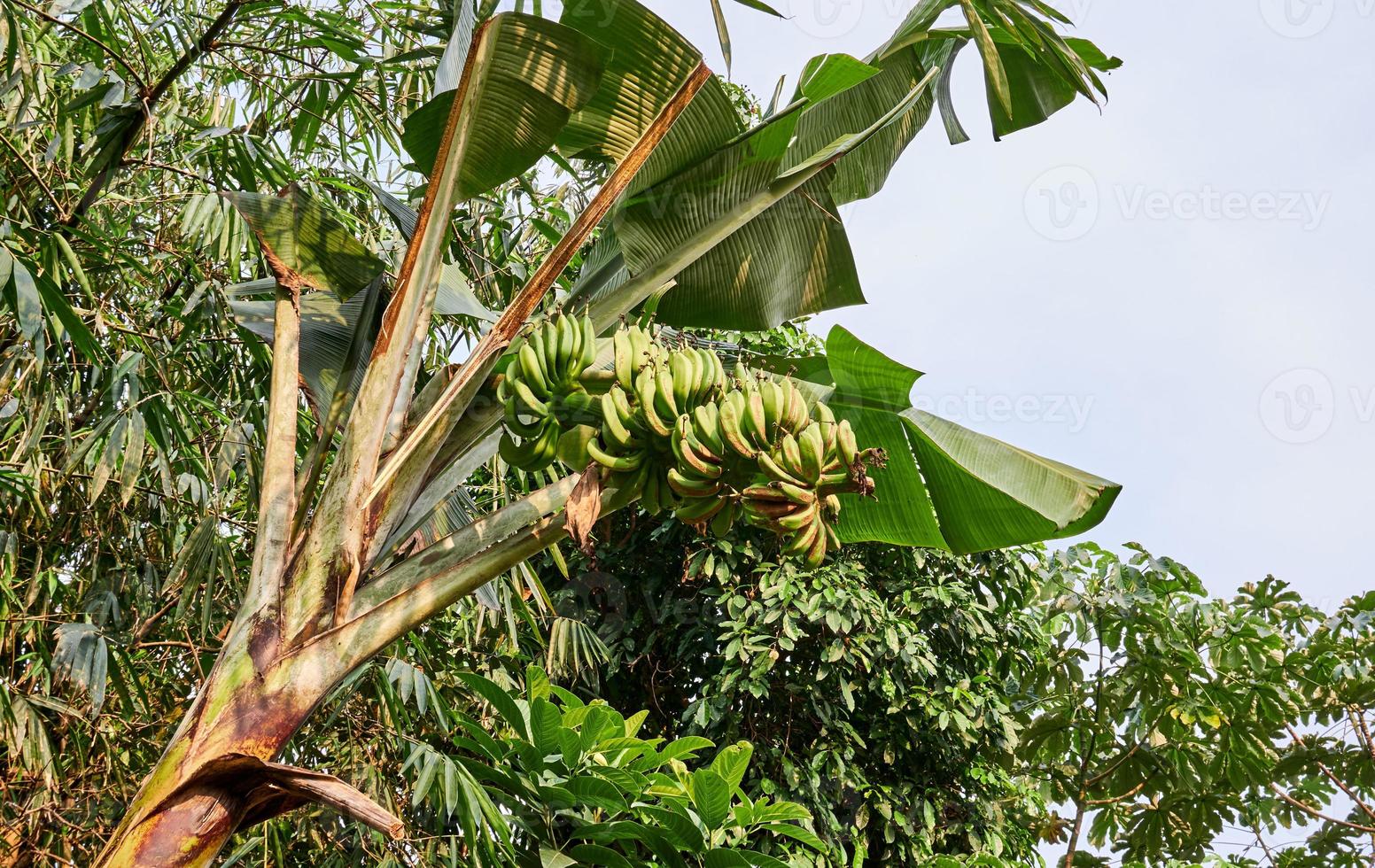 Banana beatitudine. un' fresco verde Banana albero nel suo naturale habitat foto