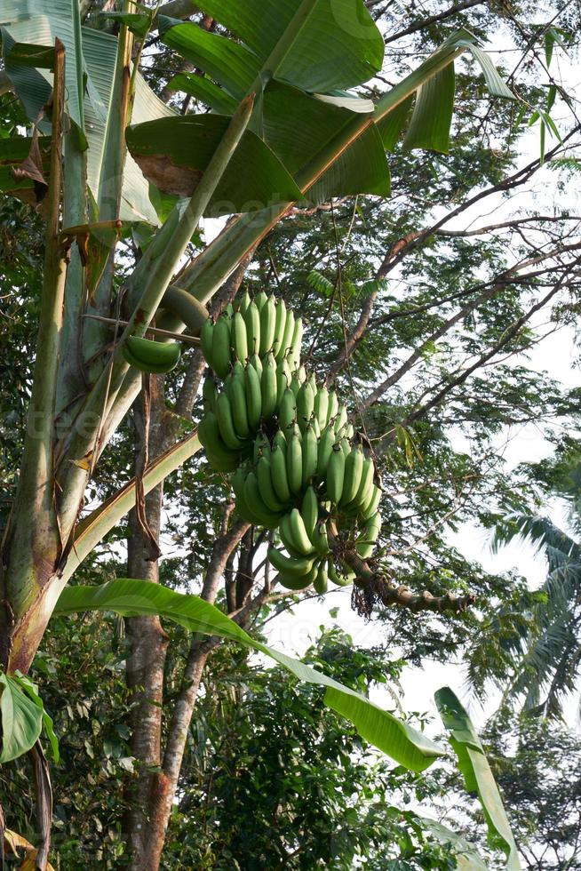 Banana beatitudine. un' fresco verde Banana albero nel suo naturale habitat foto