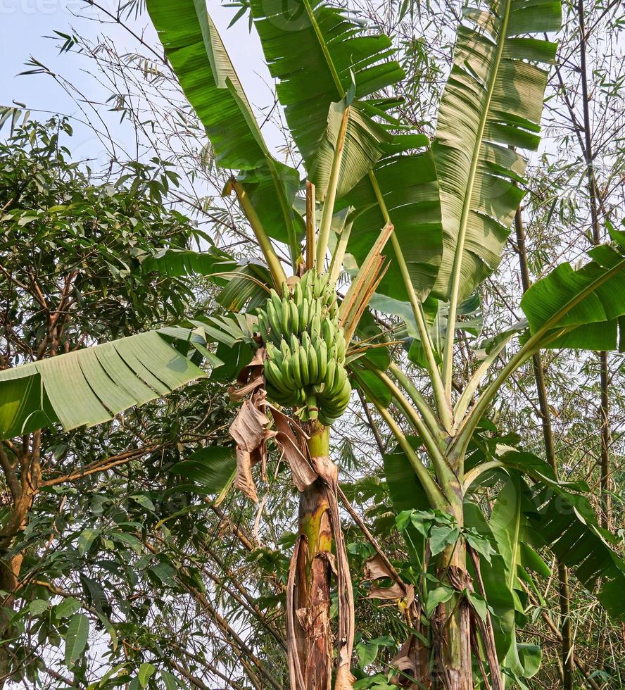 Banana beatitudine. un' fresco verde Banana albero nel suo naturale habitat foto