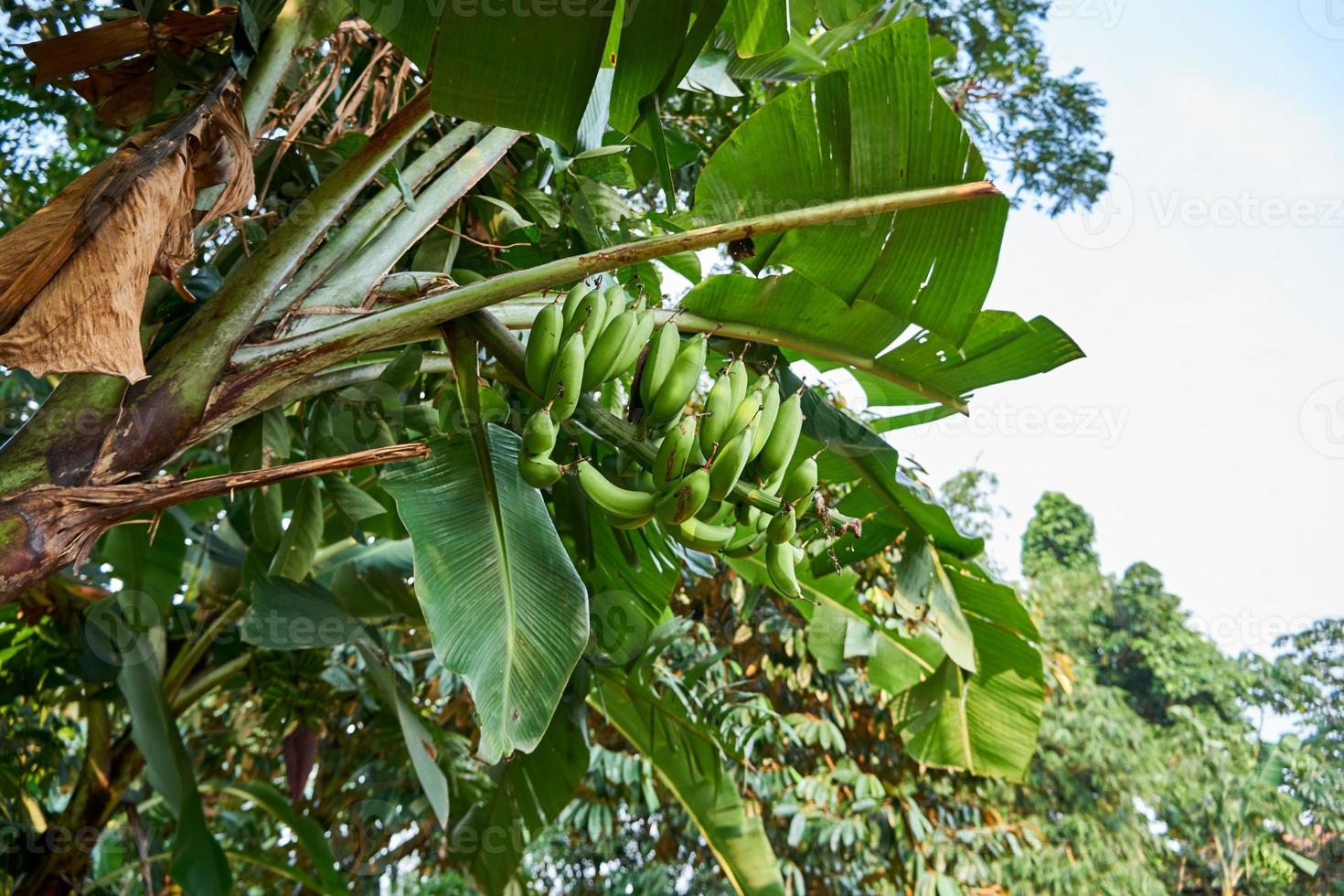 Banana beatitudine. un' fresco verde Banana albero nel suo naturale habitat foto
