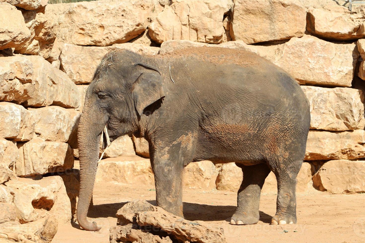 un africano elefante vite nel un' zoo nel Israele. foto