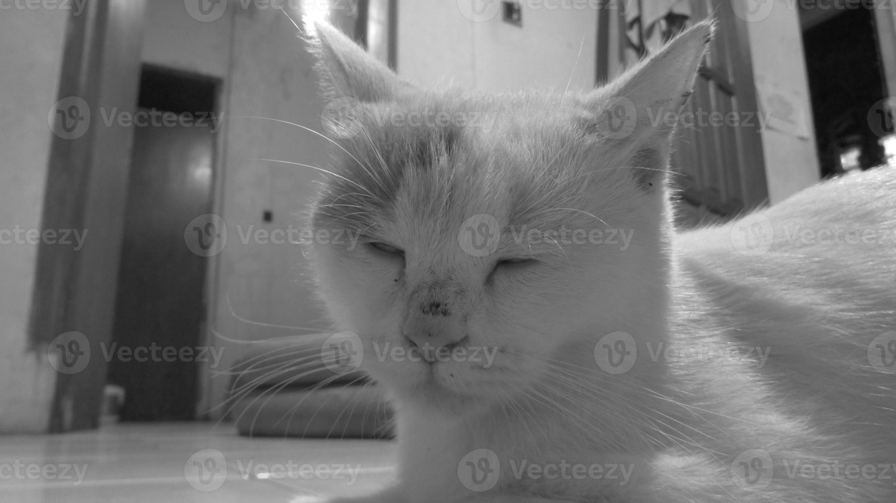 assonnato gatto monocromatico foto domestico animale domestico